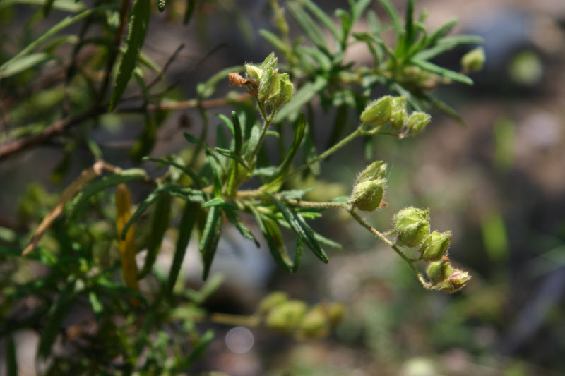 Dolmen "da cova de l'alarb"