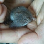 Une musaraigne dans le jardin