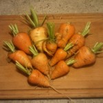 Récolte de carottes