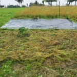 Préparation du champ de patates